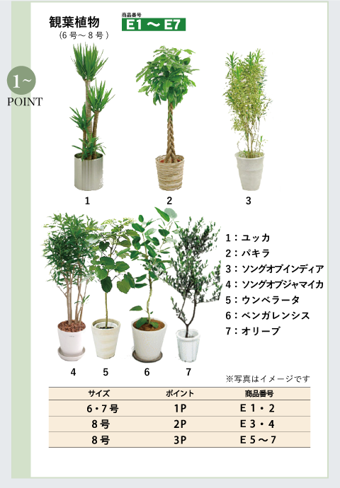【Potted Plant】 商品